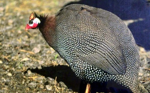 180 Преимущества разведения