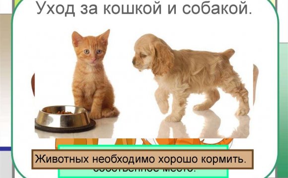 Содержание кошек и собак в