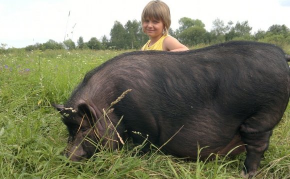 Разведение свиней вьетнамской