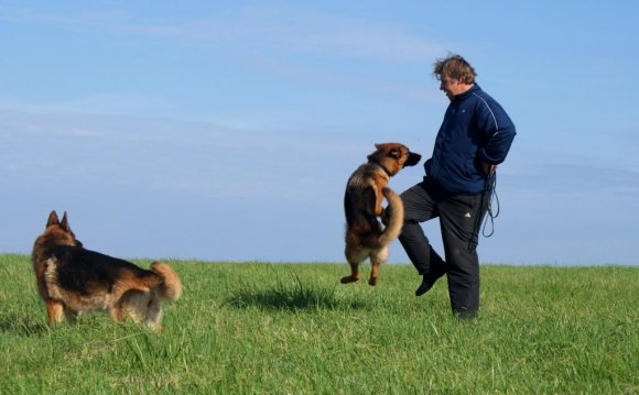 Собак нельзя разводить лишь