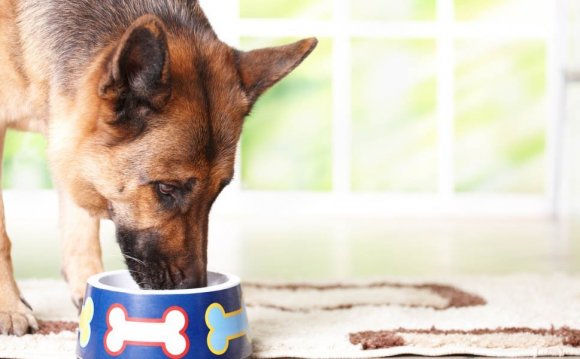 Protein Content In Dog Feeds