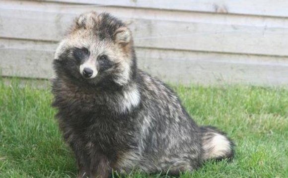 Content And Disease Of A Raccoon Dog