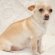 Chihuahua Pregnancy