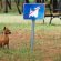 Dog Content Rules