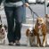Regulations For Dogs In The Mouth