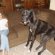 The Creation Of Aggressive Dog Breeds
