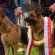 Genetic Dog Formation