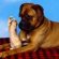 Boxer Content