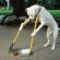 The Dog Code