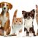 Dogs And Cats