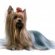 Yorkshire Terrier Dog Hair