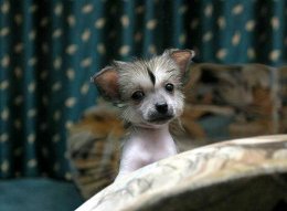 Китайская хохлатая собачка щенок, фото породы собак фотография