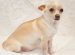 Chihuahua Pregnancy