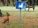 Dog Content Rules
