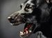 Private House Rules For Dogs