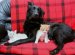 Cities For Dogs And Cats