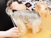 For Dogs
