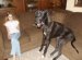 The Creation Of Aggressive Dog Breeds