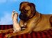 Boxer Content