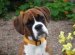 Dog Content And Distraction