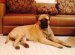 Maintenance Of Large Dogs In The Apartment
