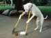 The Dog Code