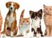 Dogs And Cats