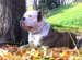 Complaint For Dog Maintenance
