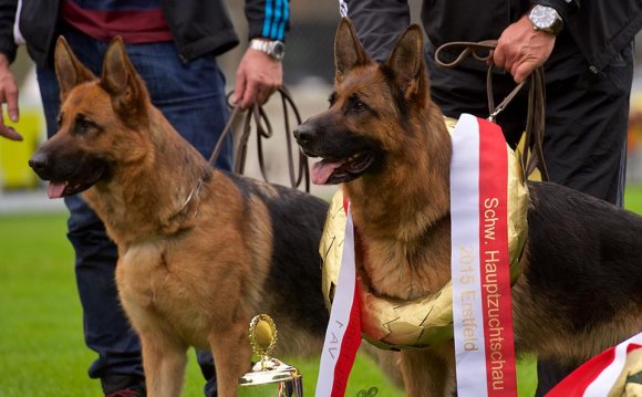 Genetic Dog Formation