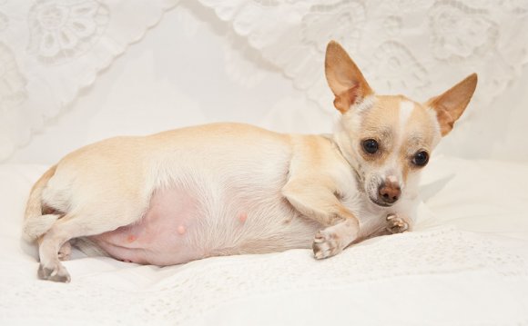 Dog Pregnancy
