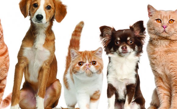 Dogs And Cats