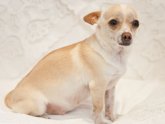 Chihuahua Pregnancy