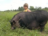 What's A Dog's Pork For Breeding