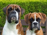 Regulations For Breeding Dogs