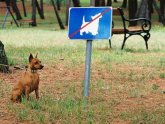 Dog Content Rules