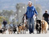 Regulations For Dogs In A Multi-Family Home