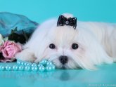 Problems Of Building Dogs In The Pit