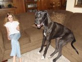 The Creation Of Aggressive Dog Breeds