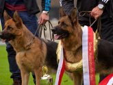 Genetic Dog Formation
