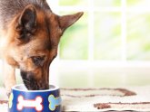 Protein Content In Dog Feeds