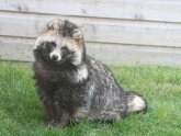 Content And Disease Of A Raccoon Dog