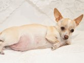 Dog Pregnancy