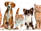 Dogs And Cats