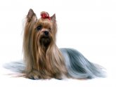 Yorkshire Terrier Dog Hair