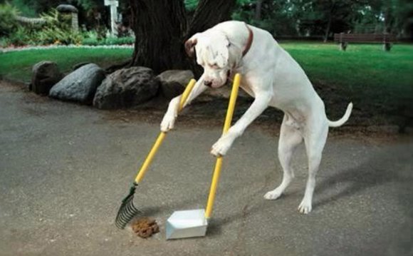 The Dog Code