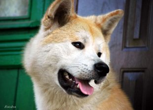 Японская акита-ину, фото породы собаки фотография картинка